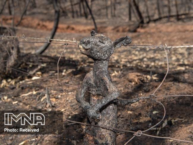 نیم میلیارد جاندار در آتش سوزی های استرالیا کشته شدند