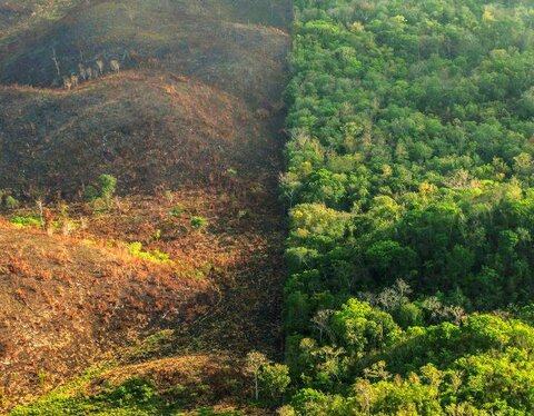 جنگل‌زدایی؛ هر روز بیشتر از دیروز