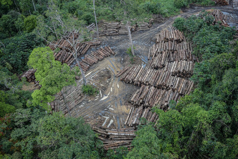 گام‌های ساده برای مقابله با جنگل‌زدایی