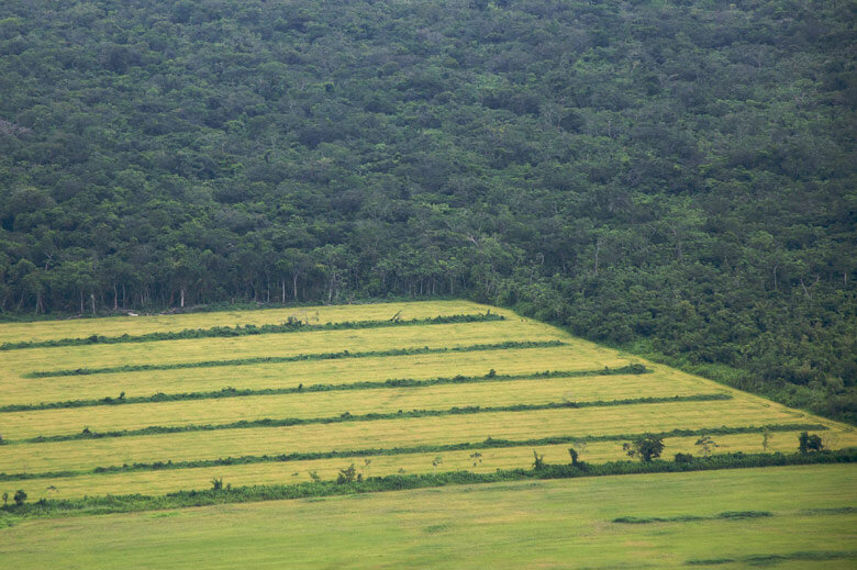 دولت آینده در سیاستگذاری‌های توسعه بر مبنای کشاورزی و تخریب جنگل‌ها تجدیدنظر کند