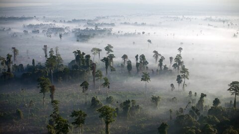 نقش چین در نابودی جنگل‌های گرمسیری