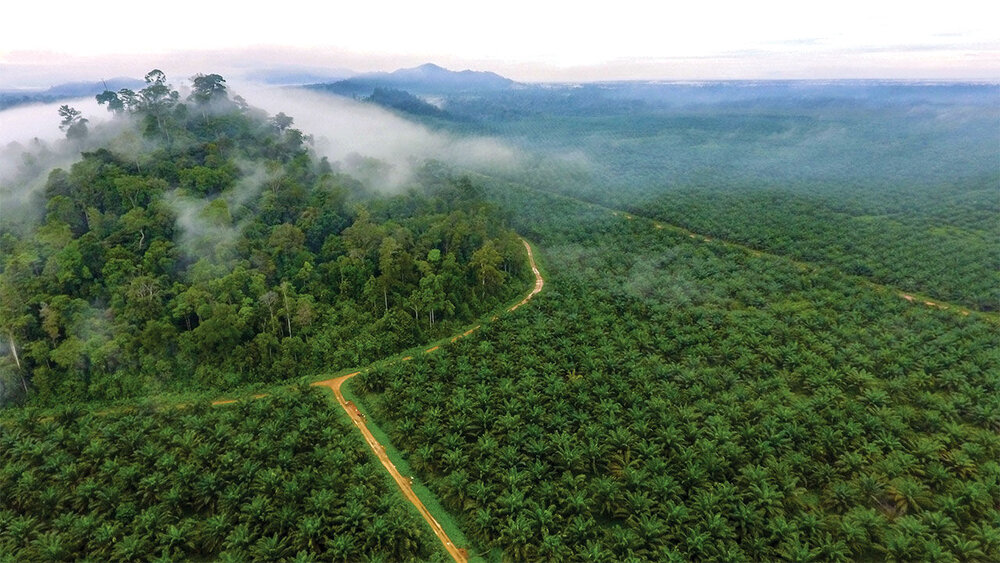 تخریب جنگل‌ها به بهانه کشاورزی