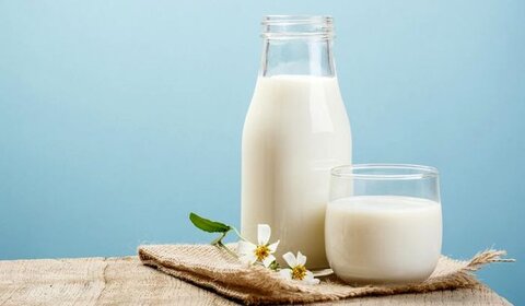 آفلاتوکسین شیر اگر بیش از حد مجاز بود صادرات با مشکل مواجه می‌شد