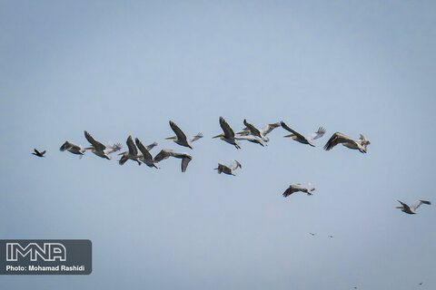 Steel wetland home to migratory birds
