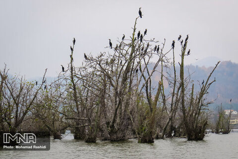 Steel wetland home to migratory birds
