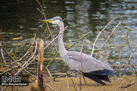 Steel wetland home to migratory birds
