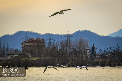 Steel wetland home to migratory birds
