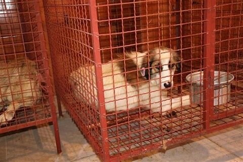 ۳۰۰ قلاده سگ در سنندج کنترل بهداشتی و پلاک کوبی شد
