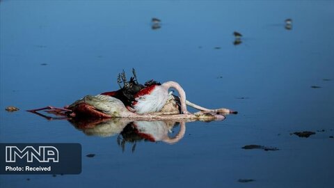 شکارچیان به قتل عام هزاران پرنده در تالاب میانکاله اعتراف کردند 