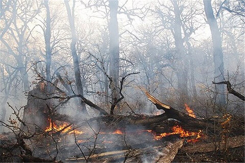 آتش به جان ۵۰۰ اصله درخت جنگل جلیزی دشت آزادگان افتاد