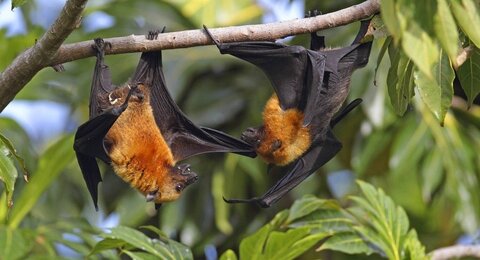 خفاش‌های مهاجم استرالیایی ناقل لیساویروس هستند