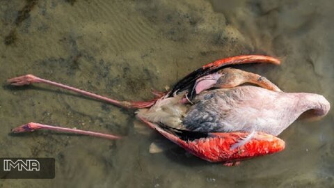 تلفات بیش از ۵ هزار بال پرنده مهاجر در میانکاله