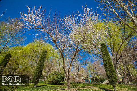 Spring is here with dazzling blossoms