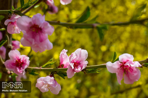 Spring is here with dazzling blossoms
