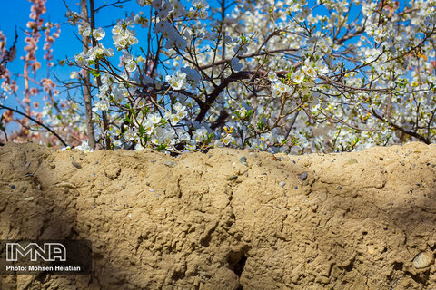 Spring is here with dazzling blossoms