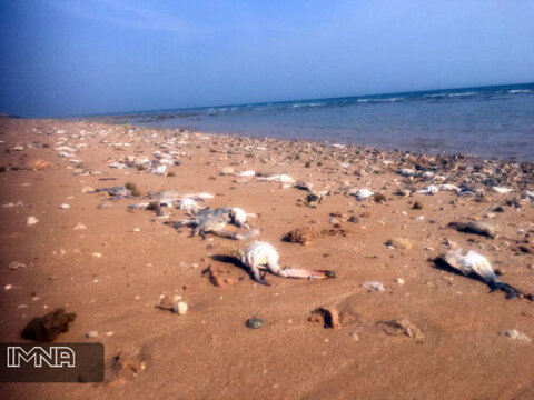 ۳۰۰ خرچنگ شناگر در سواحل خلیج فارس تلف شدند