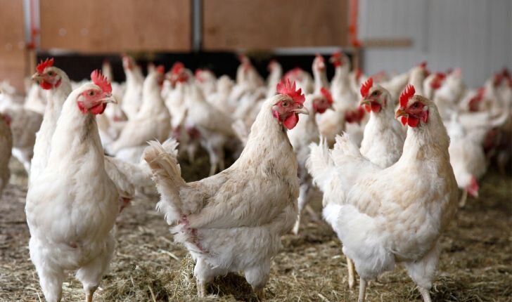 ۵۲ هزار تن مرغ مازاد از مرغداران کشور خریداری شد