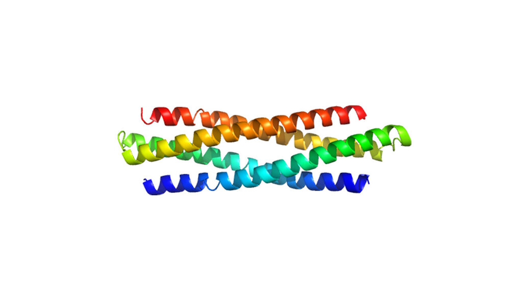 نقش پروتئین HSP27 کشف شد