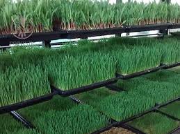 کاهش چشمگیر قیمت گوشت و لبنیات با سیستم هیدروپونیک