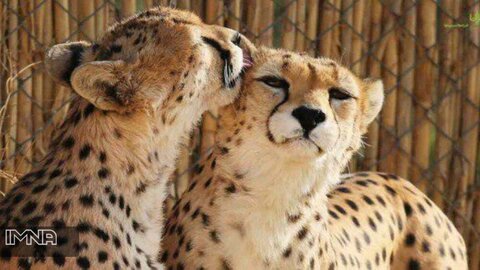 بیم و امید برای حفاظت از یوزپلنگ ایرانی