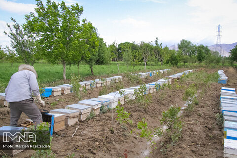  تولید عسل طبیعی در دشت های گلپایگان