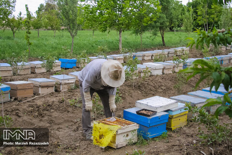  تولید عسل طبیعی در دشت های گلپایگان