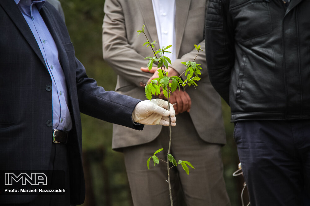 کاشت ۲۳ هزار اصله درخت در سطح شهر شیراز