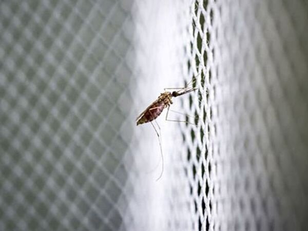 آخرین آمار مالاریا از ابتدای ۲۰۲۴ در مناطق تحت تاثیر / به حداقل رسیدن مالاریا در ایران