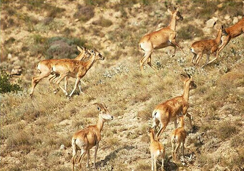 Iran's Bamou National Park