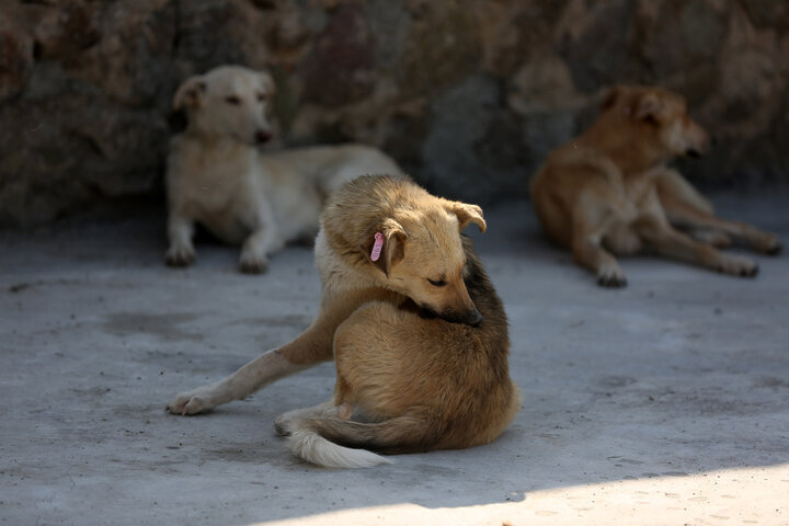 اجرای طرح سلامت روی ۴۰ سگ بدون صاحب در لاهیجان