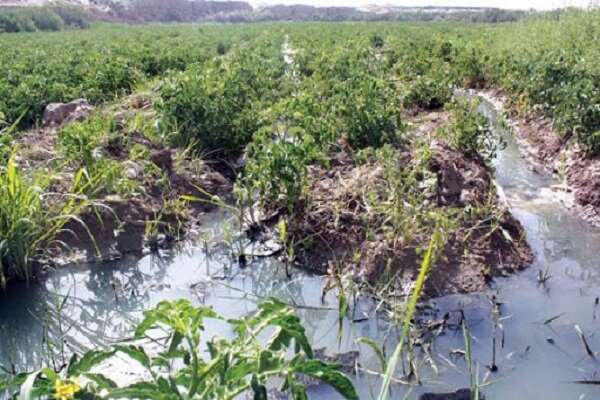 استفاده از آب‌های آلوده برای کشت محصولات کشاورزی به صفر رسیده است