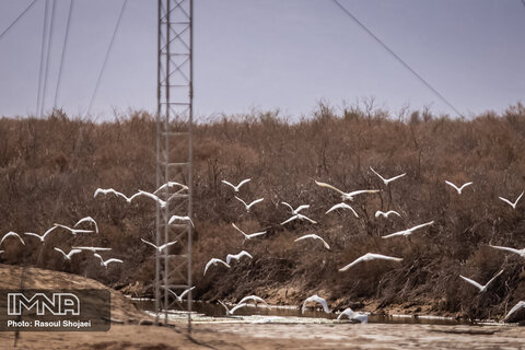 پرندگان تالاب گاوخونی