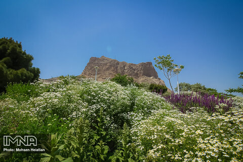 توسعه کاشت گیاهان بومی در ارتفاعات مشهد