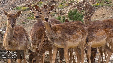 Zoo Animals Suffer Devastating Consequences of Heatwave