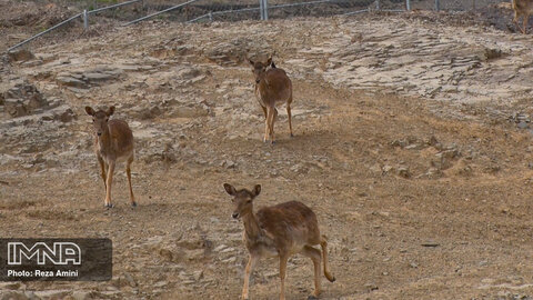 بازدید بیش از ۲۰ هزار گردشگر از پارک آموزشی حیات وحش صفه در ایام نوروز