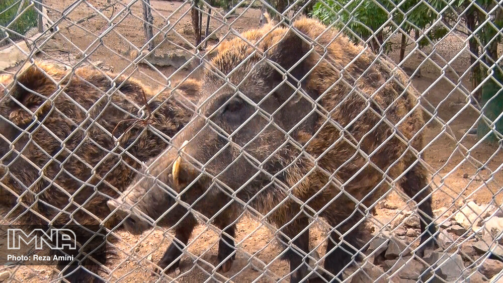 انتقال حیوانات باغ وحش خرم آباد به مکان مورد تأئید محیط زیست