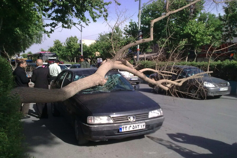 سقوط درختان بیمه حوادث شهروندی دارد