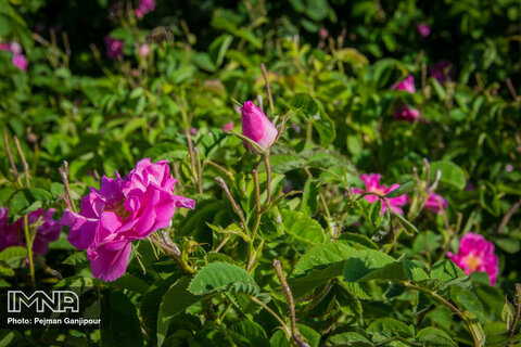 برداشت گل محمدی