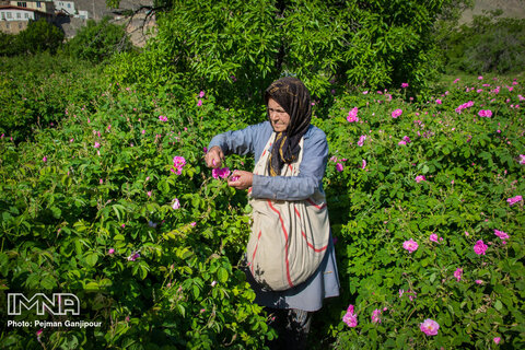 Redolent tradition of distilling Damask roses
