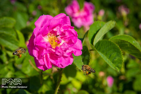 Redolent tradition of distilling Damask roses
