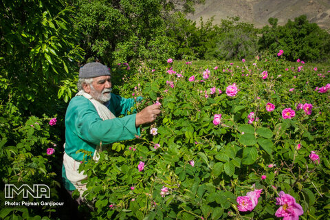 Redolent tradition of distilling Damask roses
