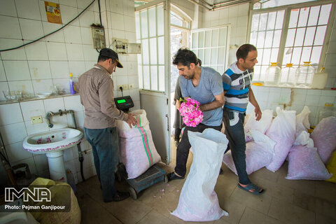 Redolent tradition of distilling Damask roses
