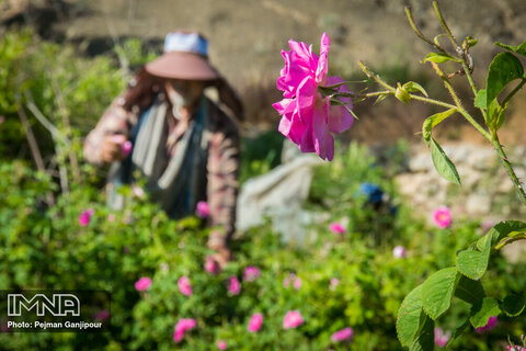 Redolent tradition of distilling Damask roses
