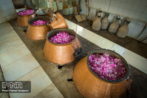 Redolent tradition of distilling Damask roses
