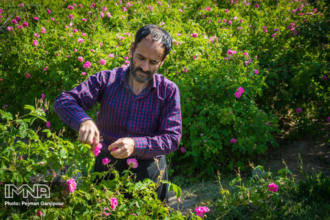 برداشت گل محمدی