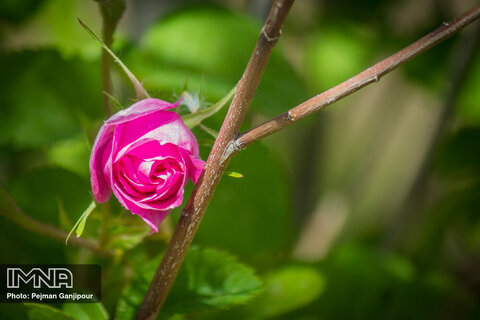 Redolent tradition of distilling Damask roses
