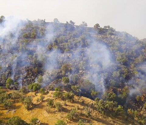 مهار کامل حریق در کوه خائیز/ ۴۰ هکتار از جنگل های زاگرسی در آتش سوخت
