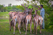 خسارات حیات وحش به باغداران و کشاورزان پرداخت می‌شود