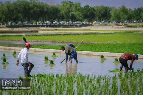 Farmers' diligence in paddy fields
