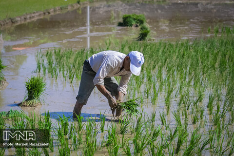 Farmers' diligence in paddy fields
